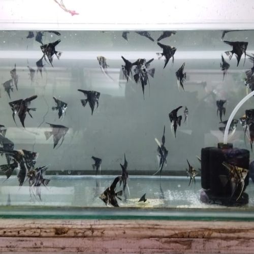 Sai Aquarium